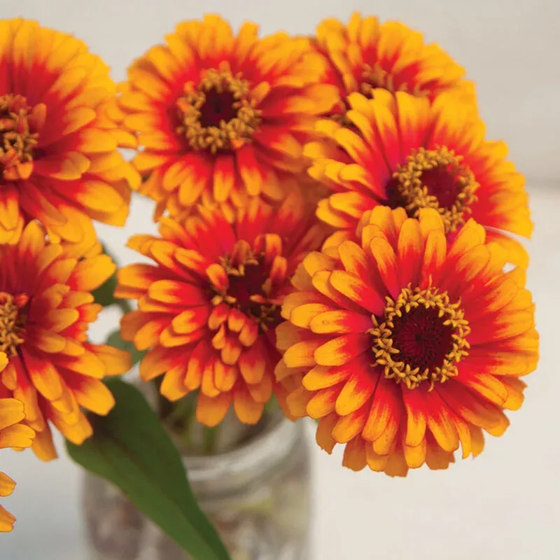 Zowie! Yellow Flame – Zinnia Seed