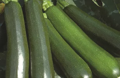 Zucchini, Reward (HMX 7729)