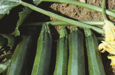 Zucchini, Spineless Beauty