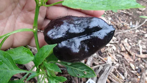 Zulu Sweet Pepper