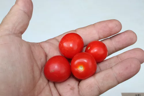 Zwergenwunder Micro Dwarf Tomato