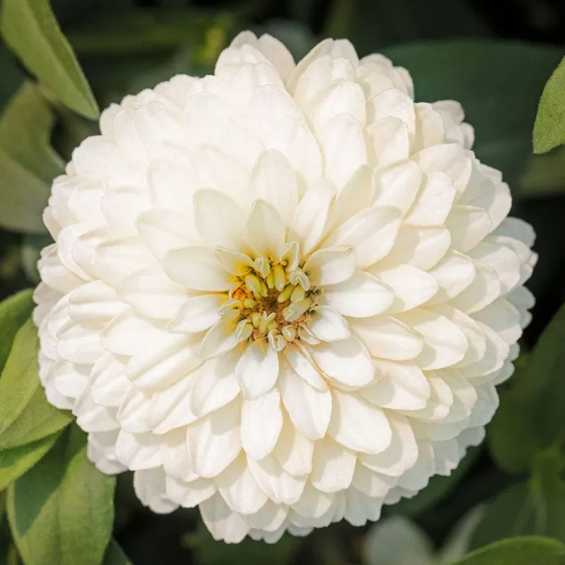 Zydeco White Zinnia Seeds
