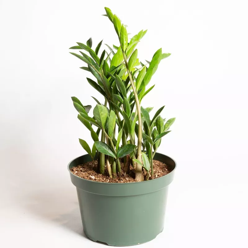 ZZ Plant ‘Compact’ 8″