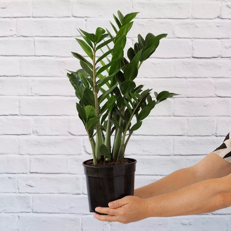ZZ Plant – LARGE