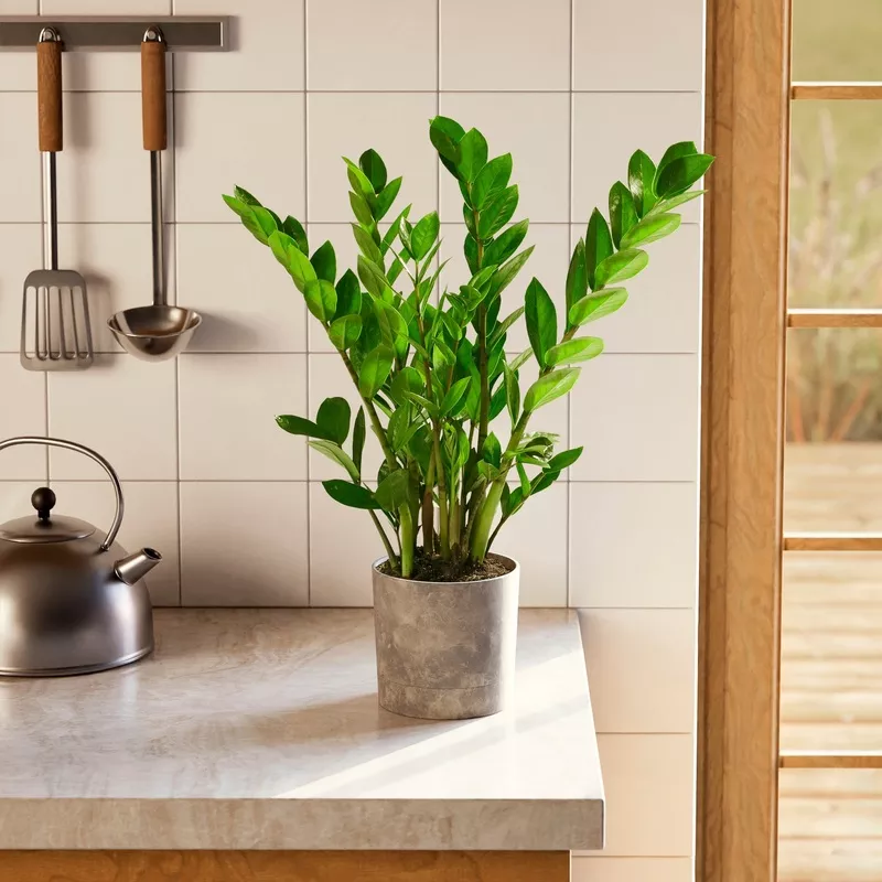 ZZ Plant Varies
