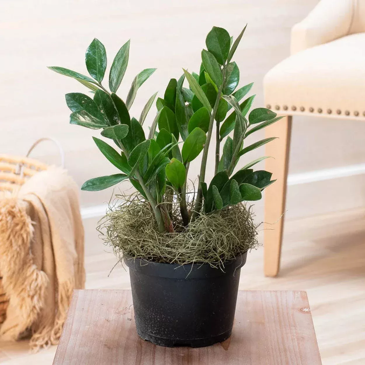 ZZ Plant